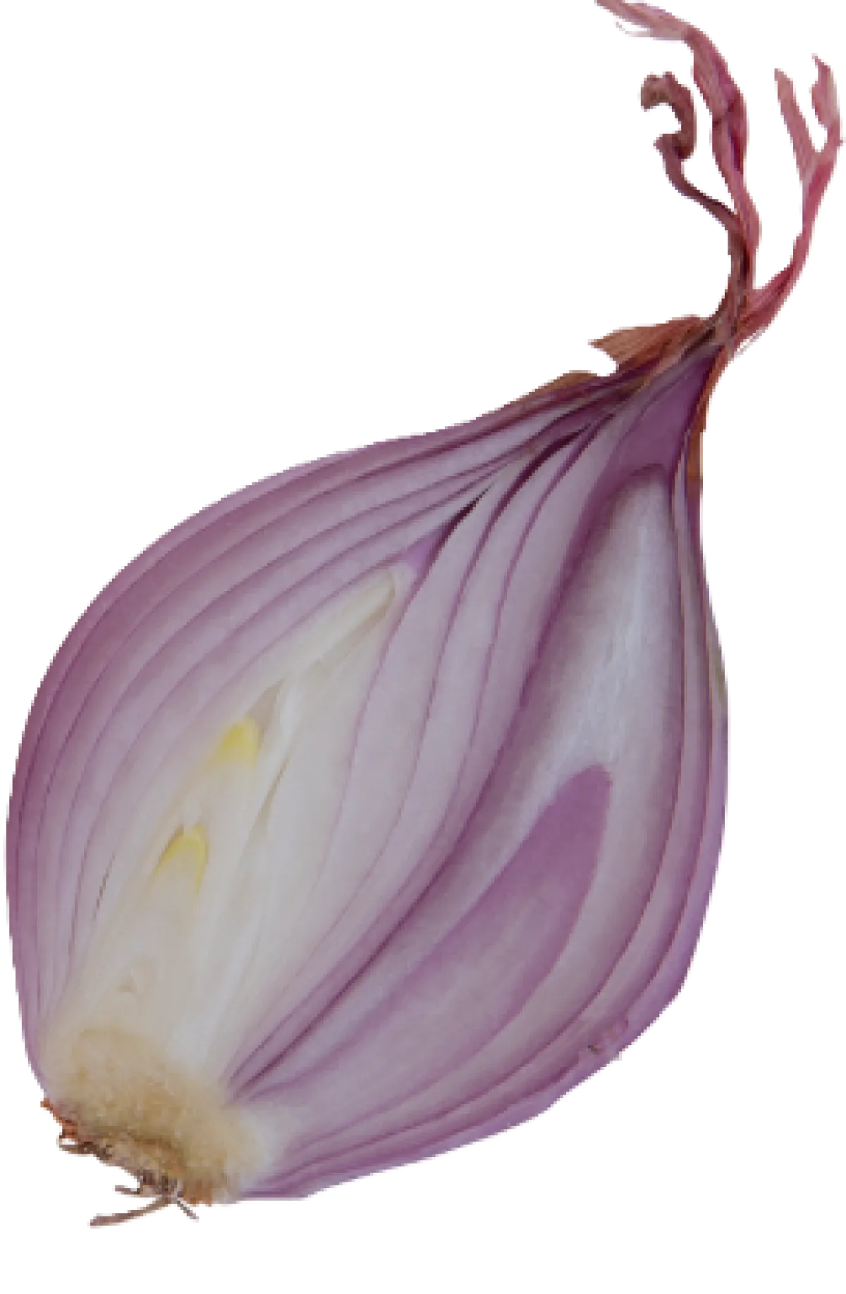 Shallots