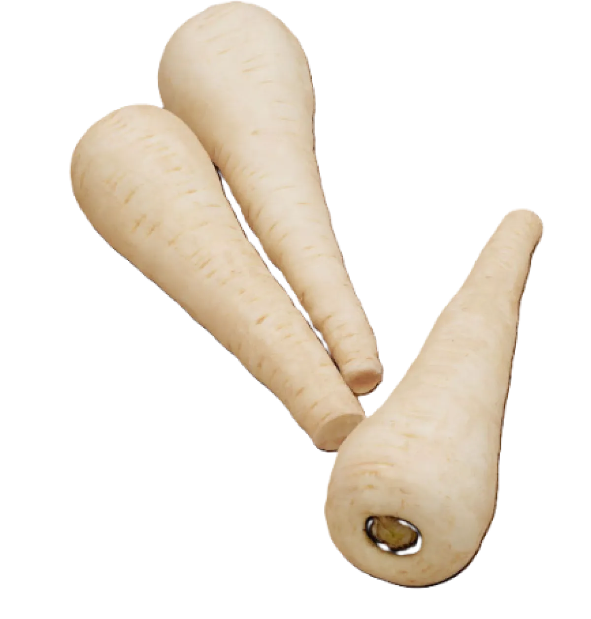 Parsnip