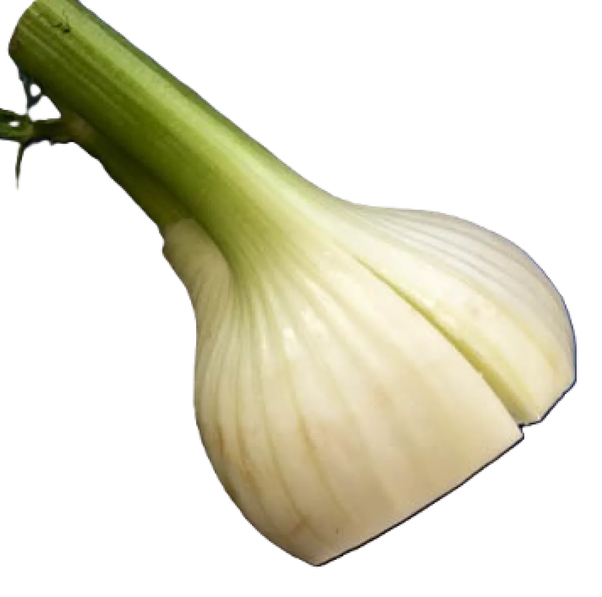 Fennel