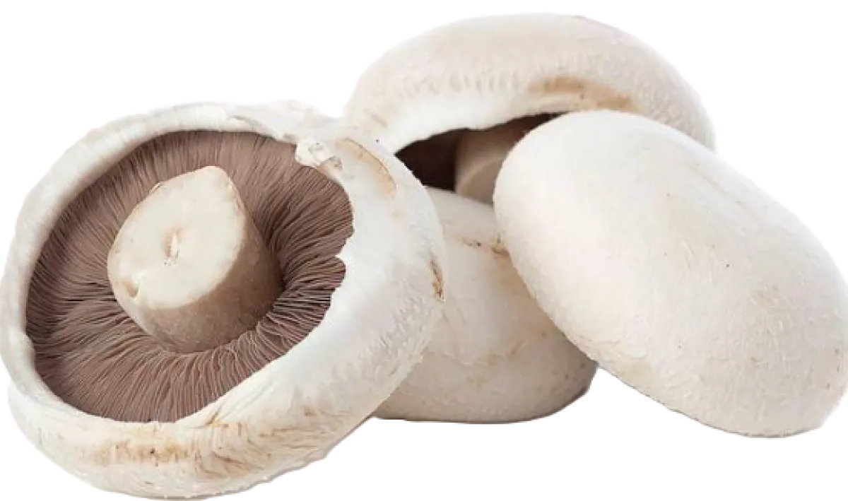 Flat Mushroom