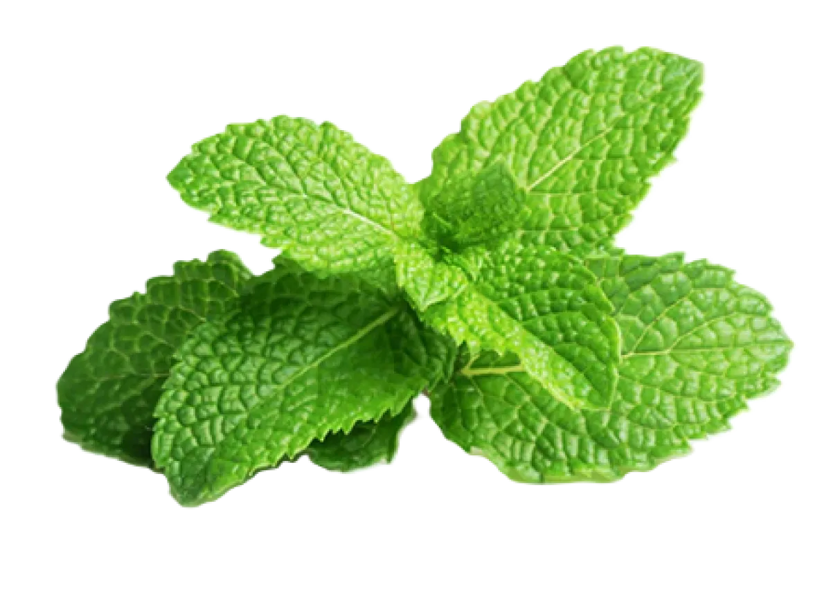 Mint