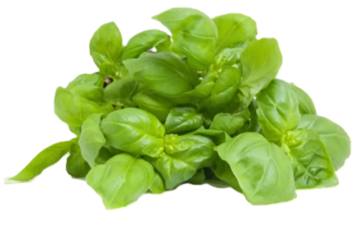 Basil