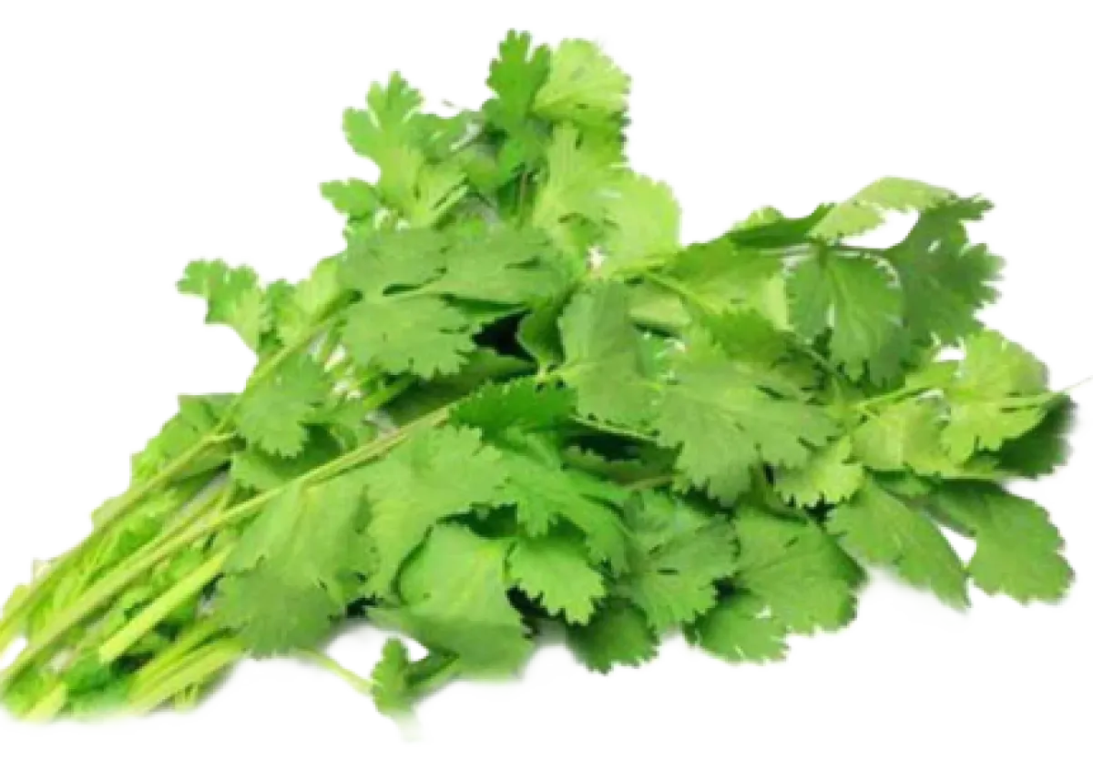Coriander