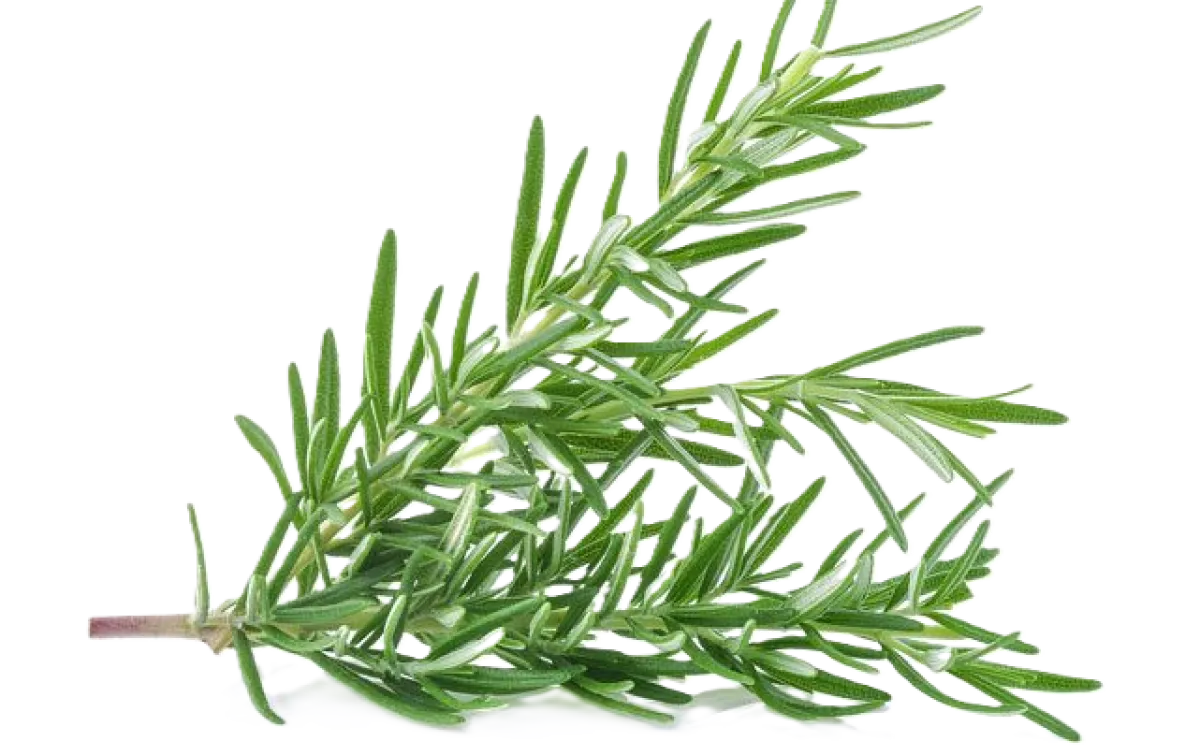 Rosemary