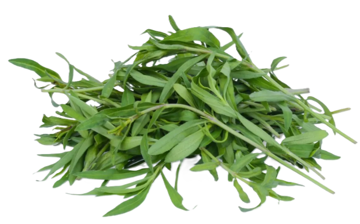 Tarragon