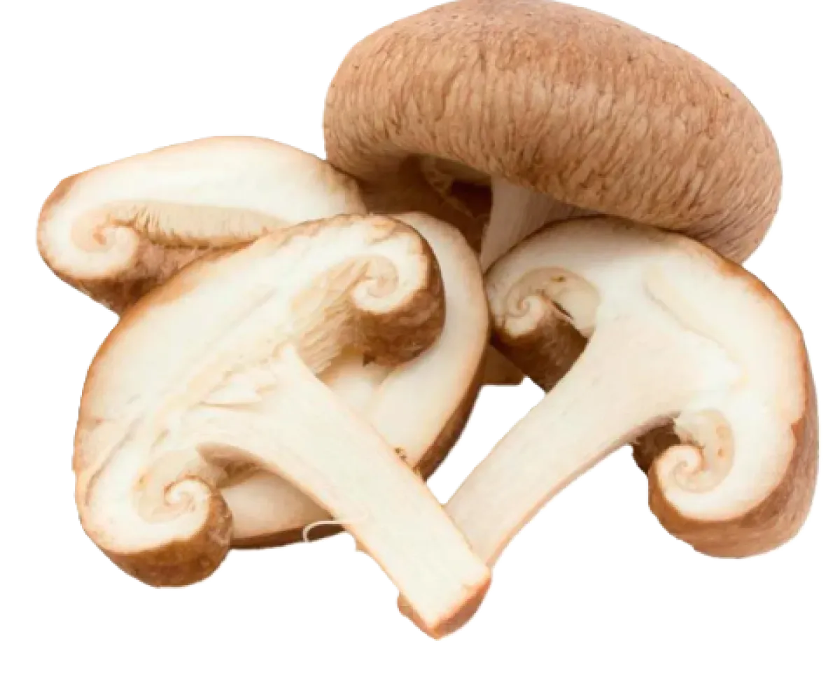 Shitake