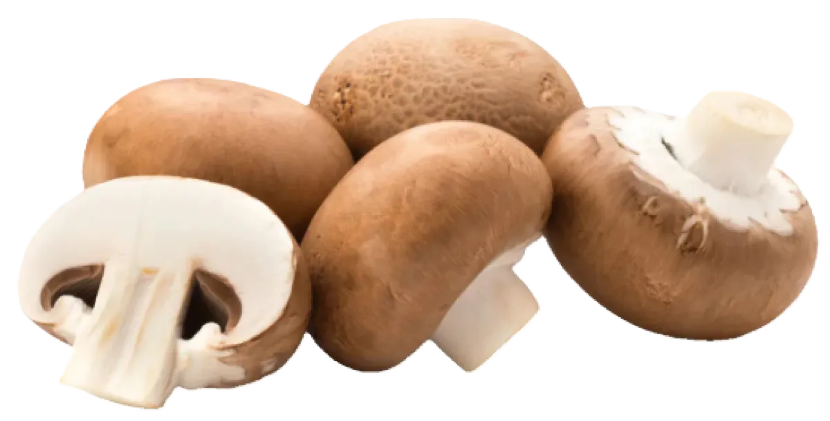 Chestnut