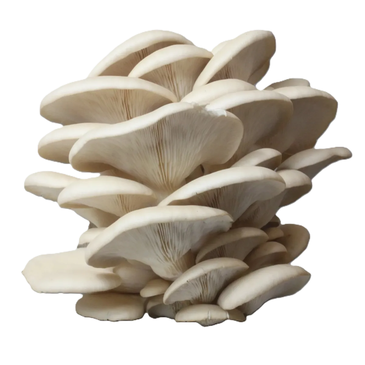 Oyster Mushroom