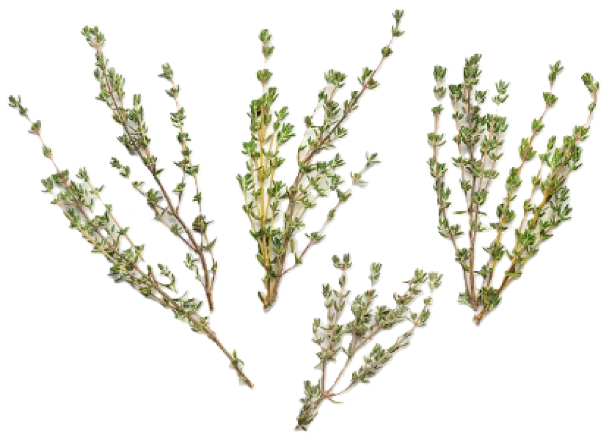 Thyme